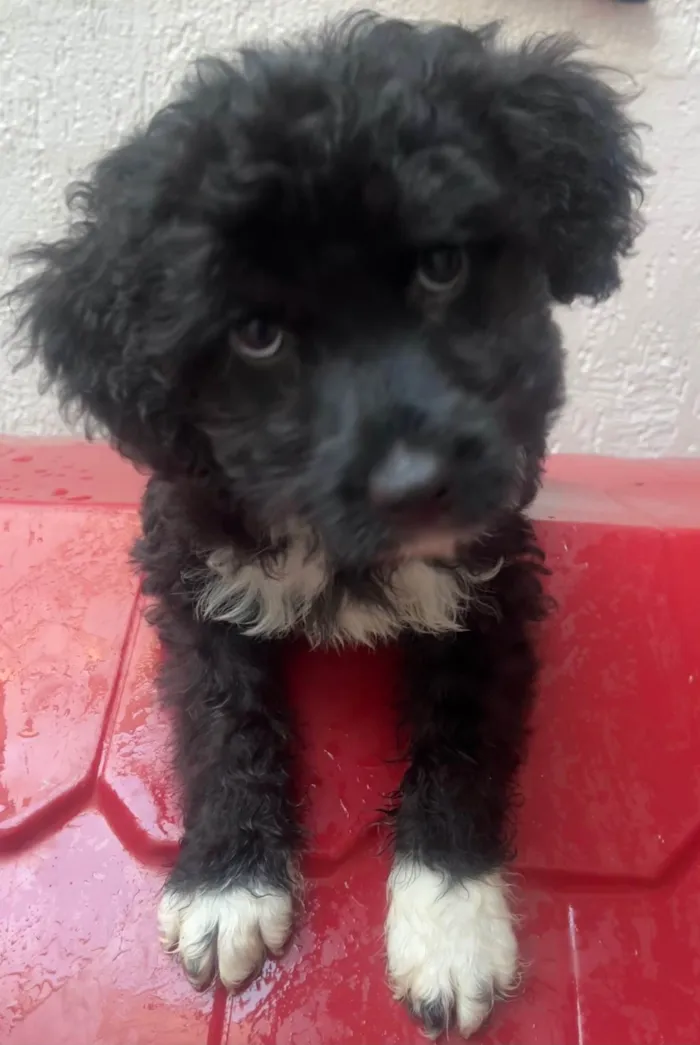 Cachorro ra a SRD-ViraLata idade 2 a 6 meses nome Bento