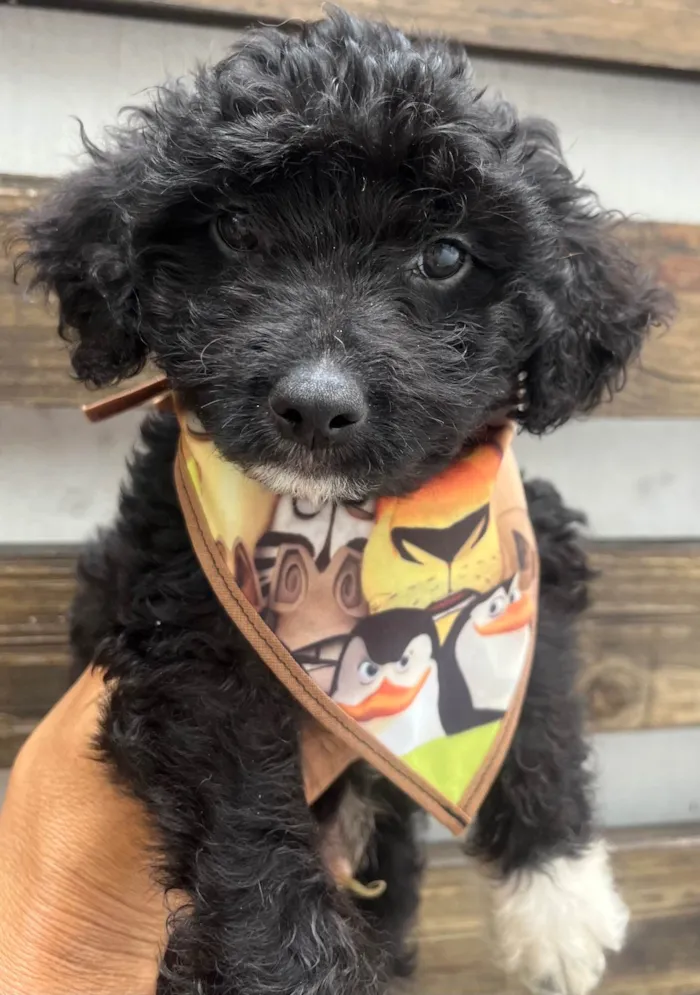 Cachorro ra a SRD-ViraLata idade 2 a 6 meses nome Bento