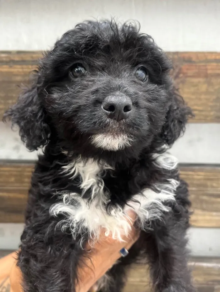 Cachorro ra a SRD-ViraLata idade 2 a 6 meses nome Bento