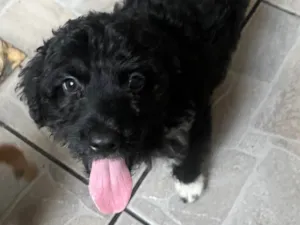 Cachorro raça SRD-ViraLata idade 2 a 6 meses nome Bento