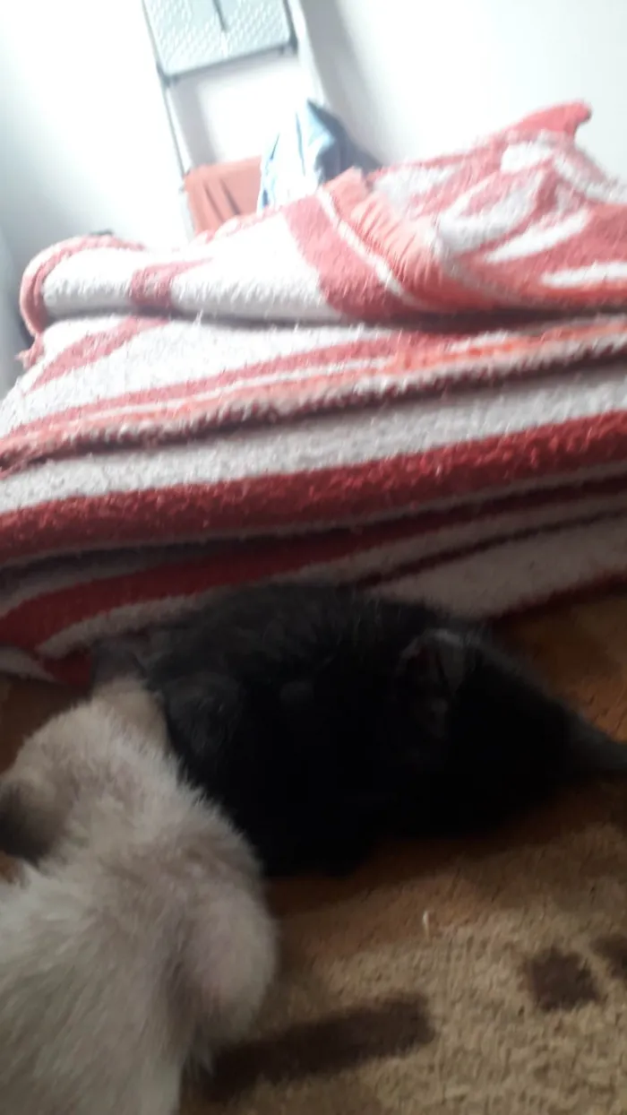 Gato ra a Preta idade 2 a 6 meses nome Não sei 