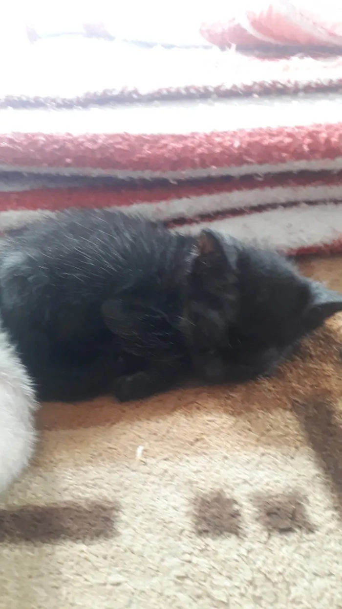 Gato ra a Preta idade 2 a 6 meses nome Não sei 