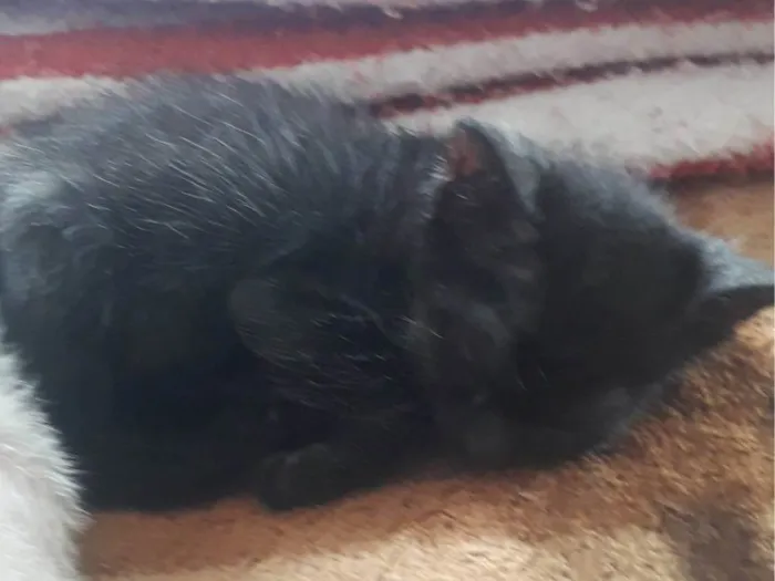 Gato ra a Preta idade 2 a 6 meses nome Não sei 