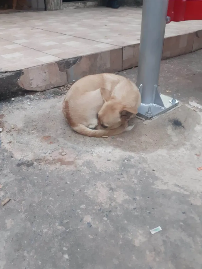 Cachorro ra a Vira lata idade 7 a 11 meses nome Nala