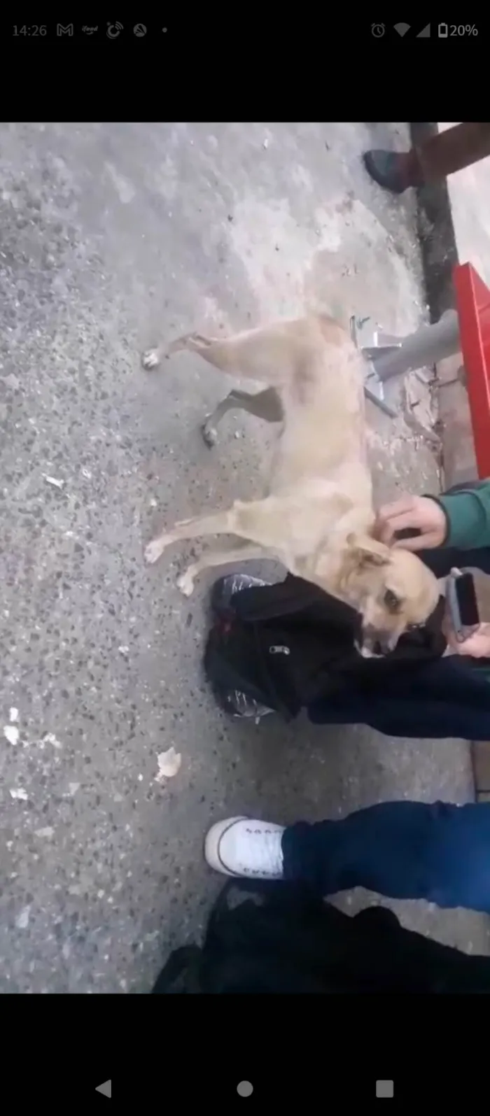 Cachorro ra a Vira lata idade 7 a 11 meses nome Nala