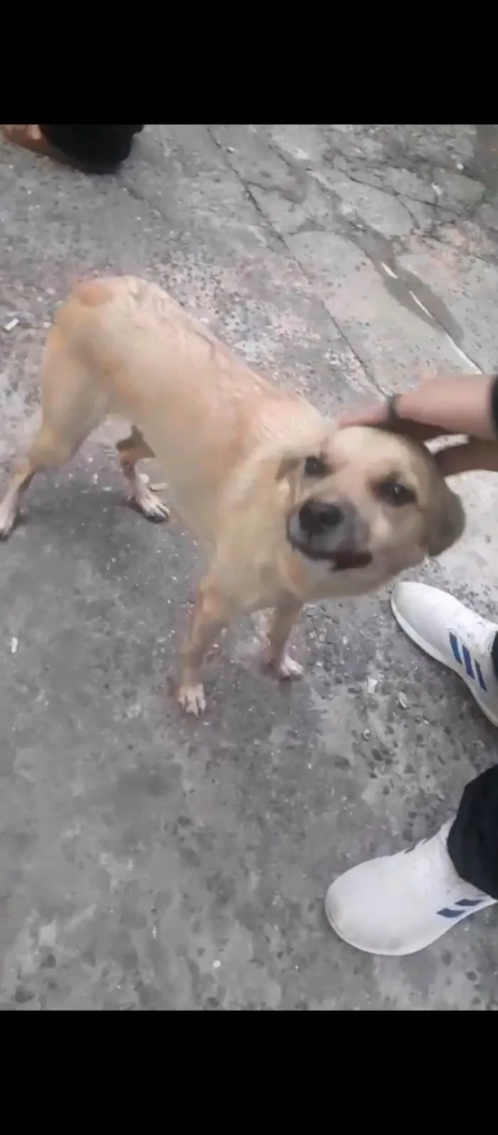 Cachorro ra a Vira lata idade 7 a 11 meses nome Nala