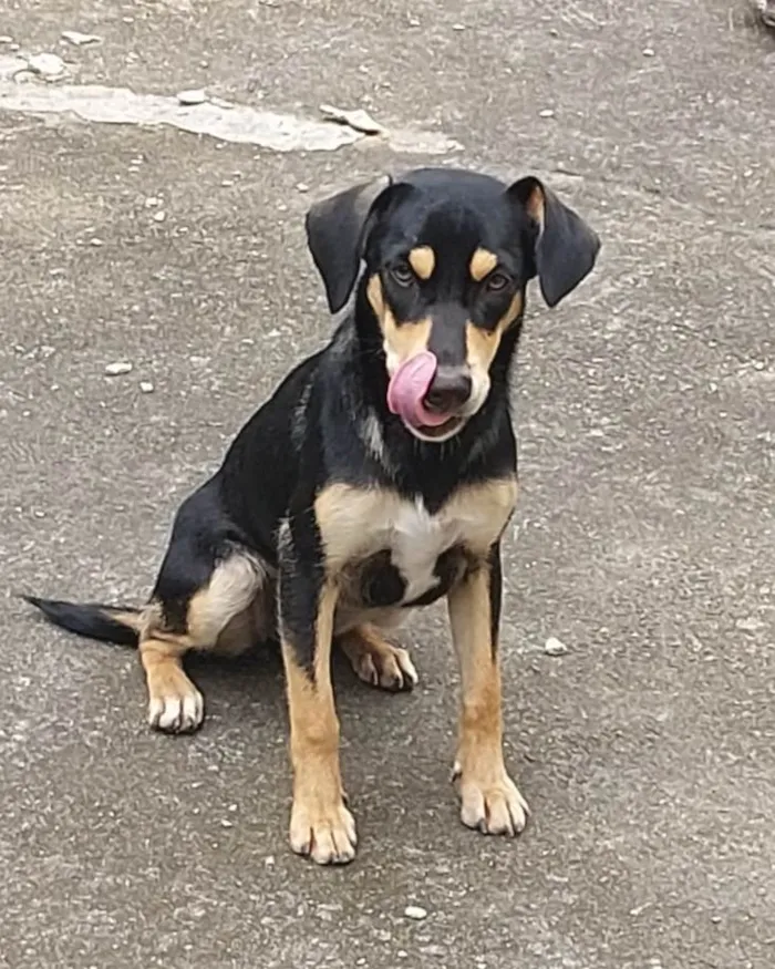 Cachorro ra a  idade 2 a 6 meses nome Lili