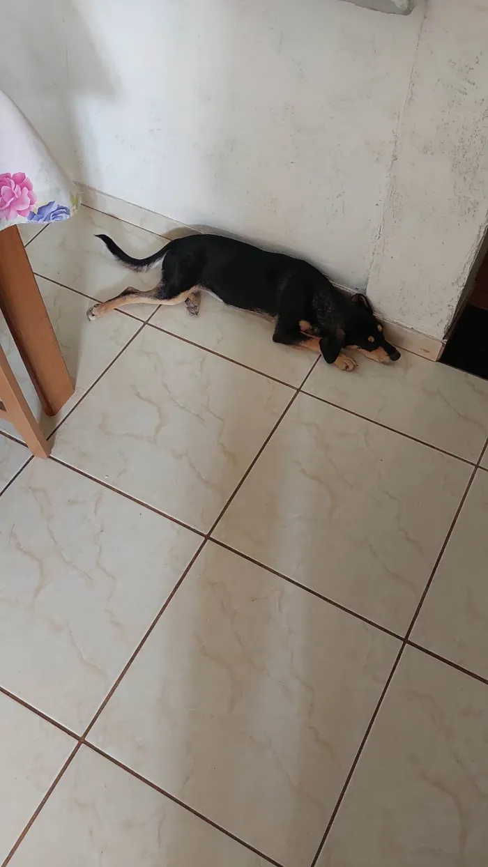 Cachorro ra a  idade 2 a 6 meses nome Lili