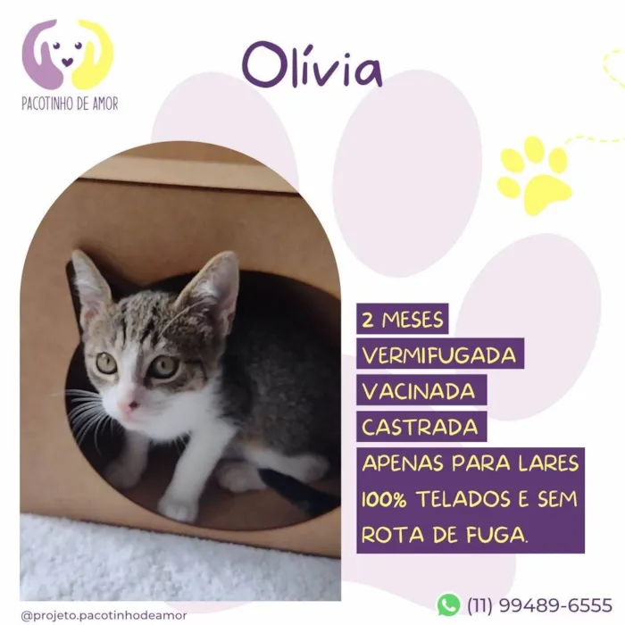 Gato ra a SRD-ViraLata idade 2 a 6 meses nome Olívia 