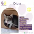 Olívia