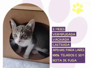 Gato raça SRD-ViraLata idade 2 a 6 meses nome Olívia 