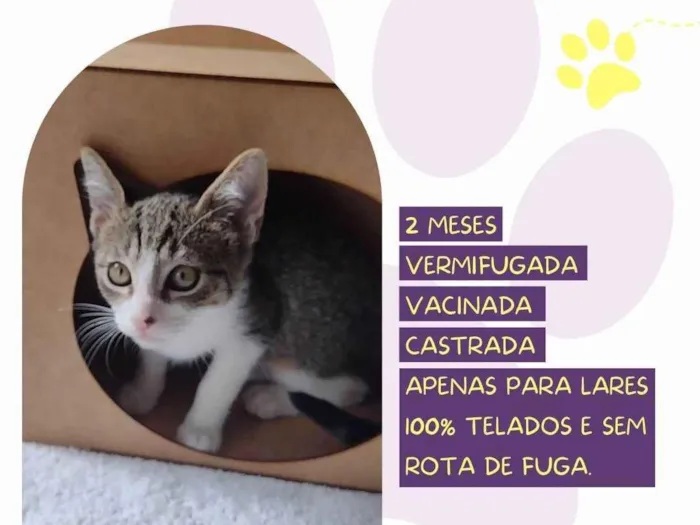 Gato ra a SRD-ViraLata idade 2 a 6 meses nome Olívia 
