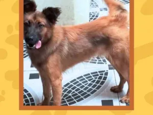 Cachorro raça SRD-ViraLata idade 7 a 11 meses nome pipoca