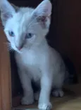 Lua