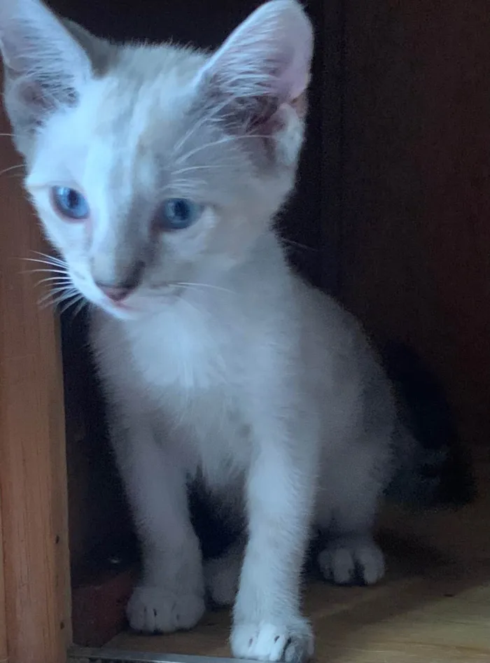 Gato ra a SRD-ViraLata idade 2 a 6 meses nome Lua