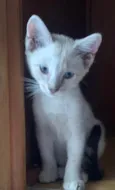 Lua