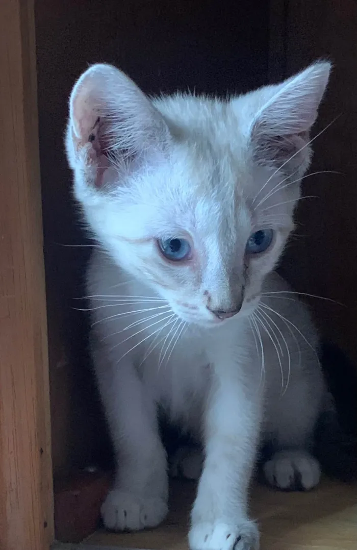 Gato ra a SRD-ViraLata idade 2 a 6 meses nome Lua