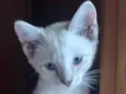 Lua
