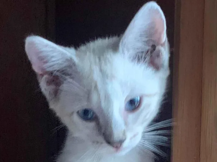 Gato ra a SRD-ViraLata idade 2 a 6 meses nome Lua