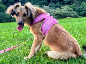 Cachorro raça SRD-ViraLata idade 7 a 11 meses nome Sorte