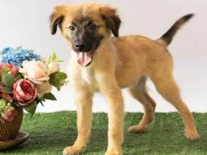 Cachorro raça SRD-ViraLata idade 2 a 6 meses nome Sara Flor