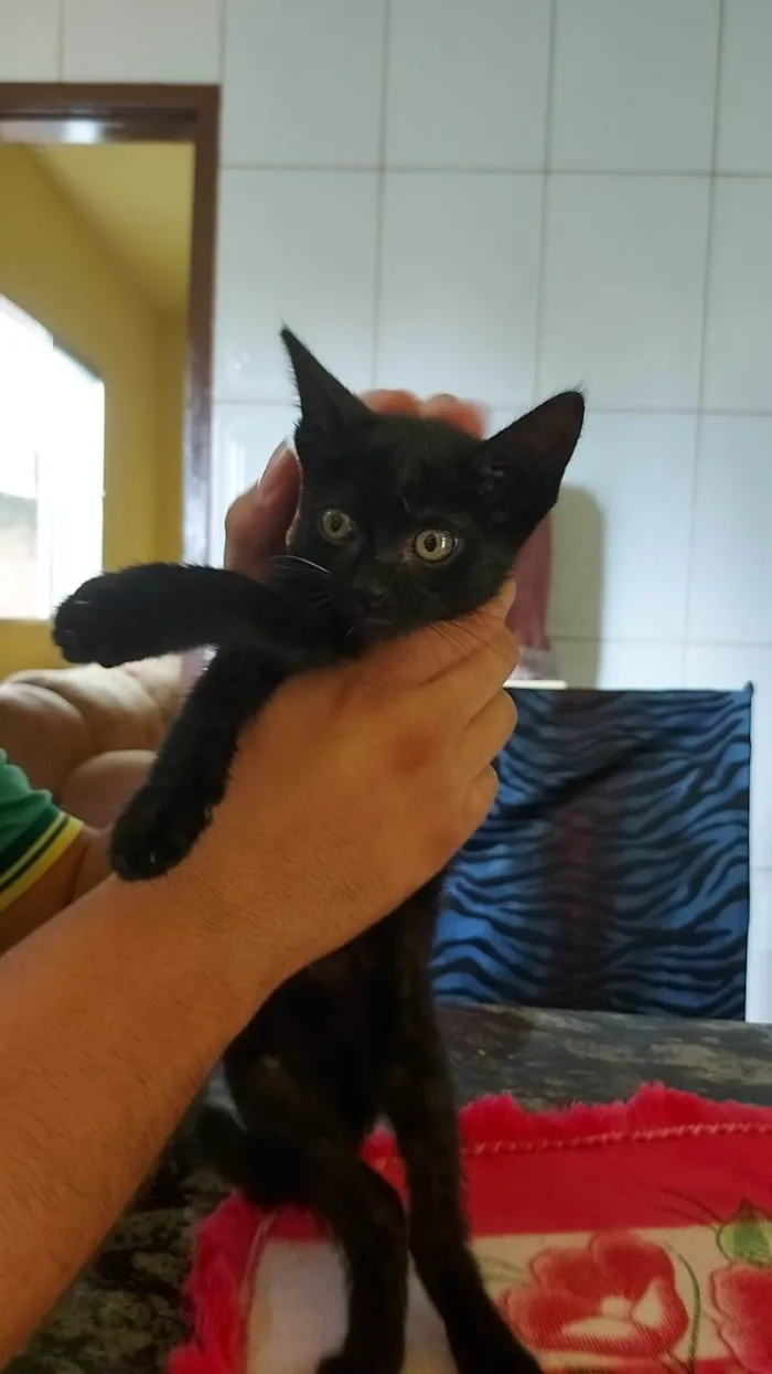 Gato ra a SRD-ViraLata idade 2 a 6 meses nome Pequena 