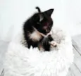 Tom