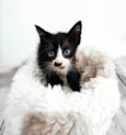 Tom