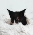 Tom