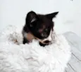 Tom