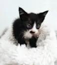 Tom