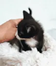 Tom