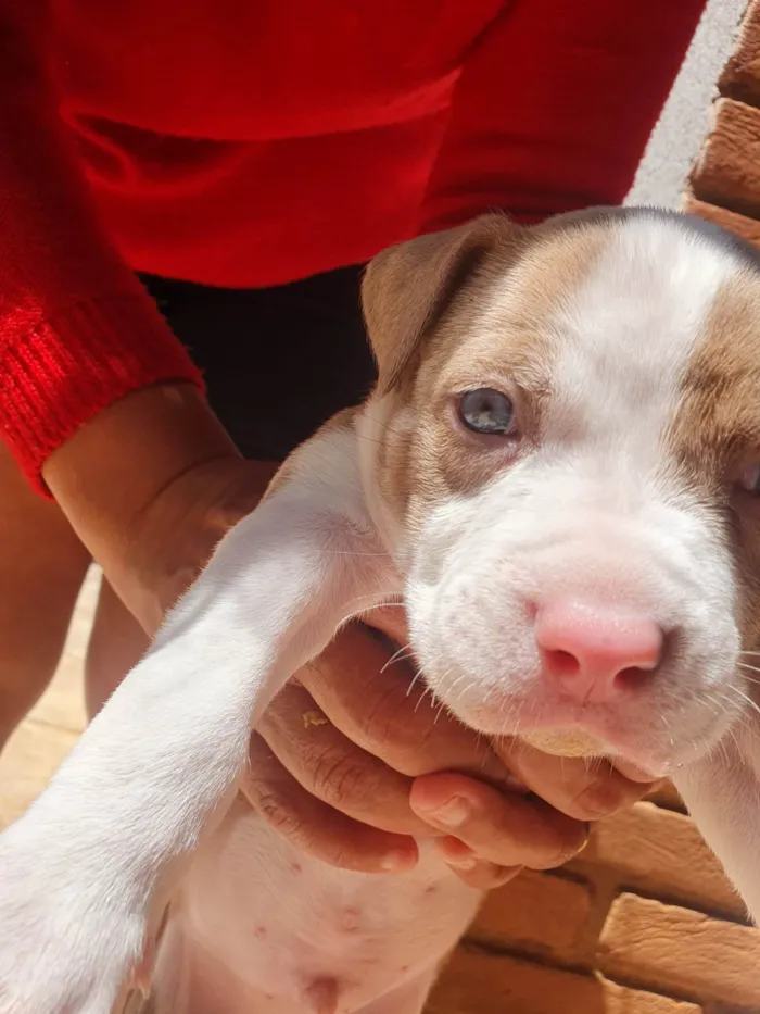 Cachorro ra a SRD-ViraLata.  American bulix pitbul idade Abaixo de 2 meses nome babies