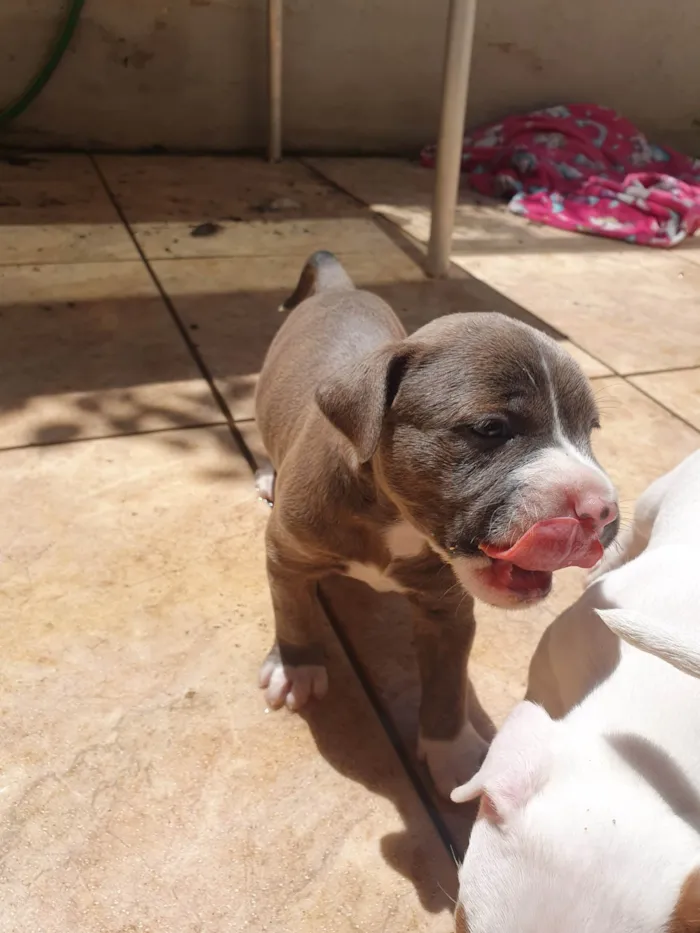 Cachorro ra a SRD-ViraLata.  American bulix pitbul idade Abaixo de 2 meses nome babies