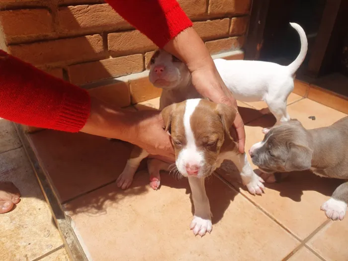 Cachorro ra a SRD-ViraLata.  American bulix pitbul idade Abaixo de 2 meses nome babies