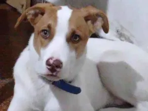 Cachorro raça SRD-ViraLata idade 7 a 11 meses nome T'challa