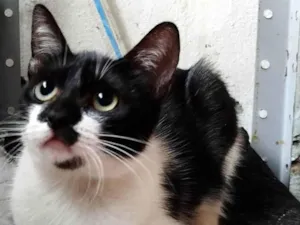 Gato raça SRD-ViraLata idade 2 a 6 meses nome Minie