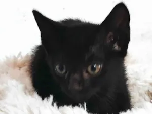 Gato raça SRD-ViraLata idade Abaixo de 2 meses nome Night