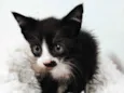 Tom