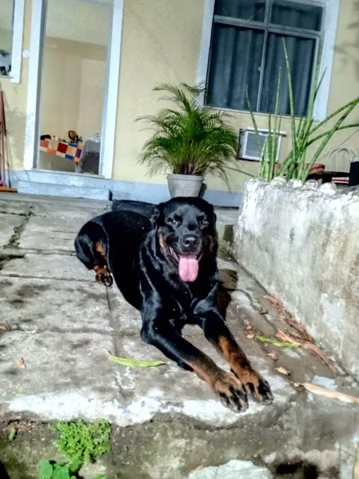 Cachorro ra a SRD-ViraLata idade 2 anos nome Lindão 
