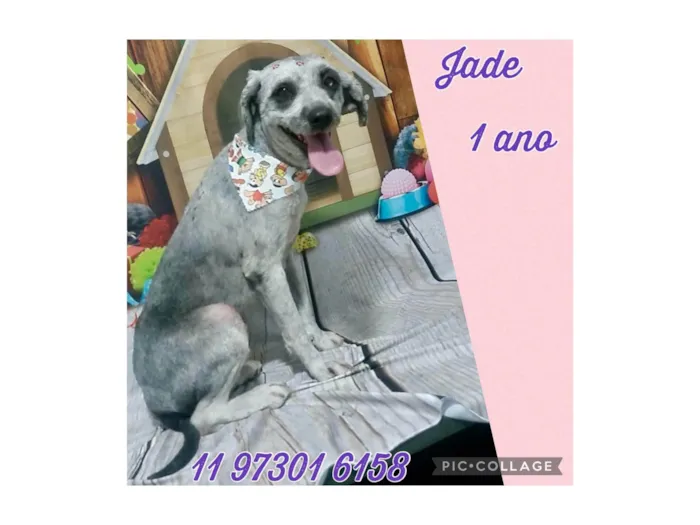 Cachorro ra a Srd idade 1 ano nome Jade