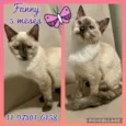 Fanny