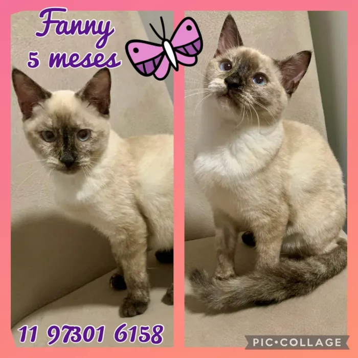 Gato ra a Srd idade 2 a 6 meses nome Fanny