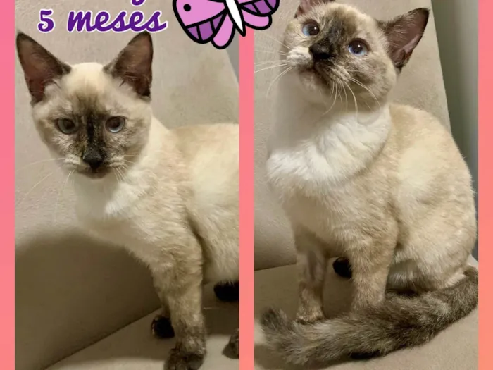 Gato ra a Srd idade 2 a 6 meses nome Fanny