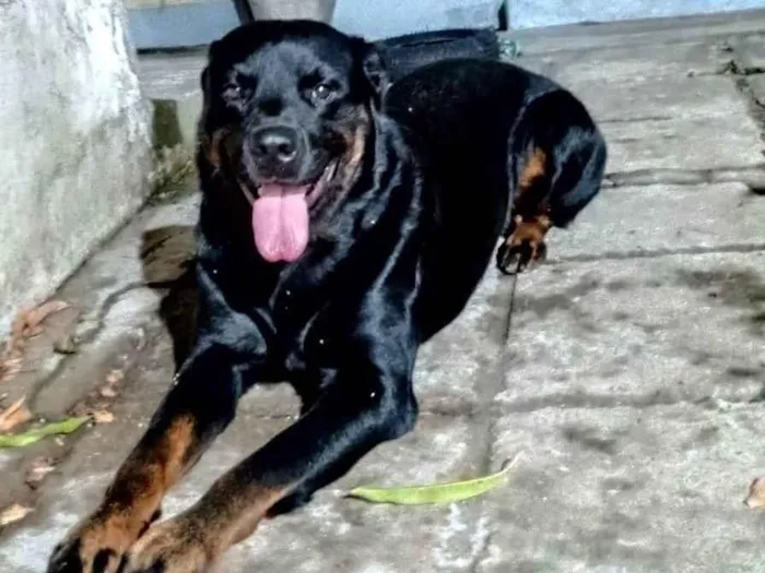 Cachorro ra a SRD-ViraLata idade 2 anos nome Lindão 