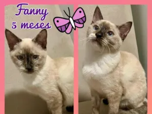 Gato raça Srd idade 2 a 6 meses nome Fanny