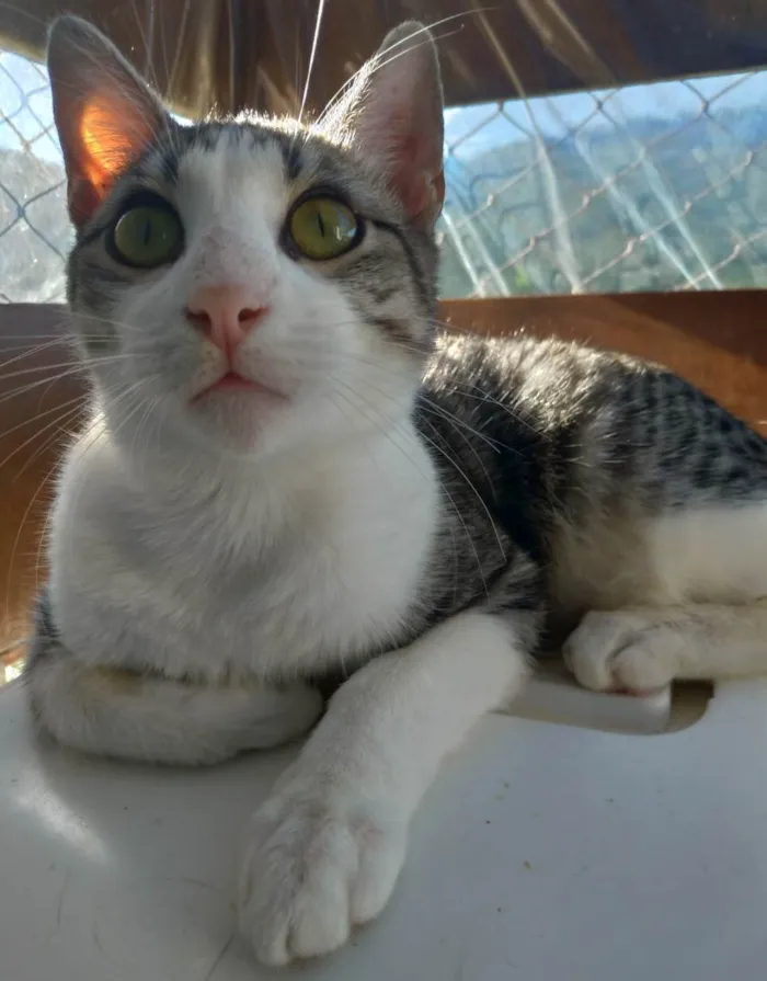 Gato ra a SRD-ViraLata idade 2 anos nome Flokinho 