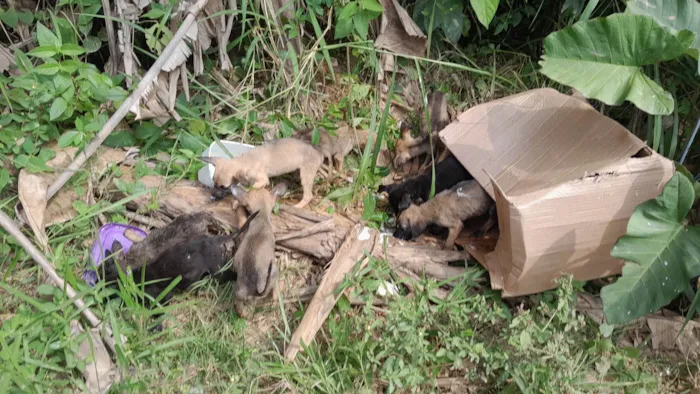 Cachorro ra a SRD-ViraLata idade Abaixo de 2 meses nome Sem 