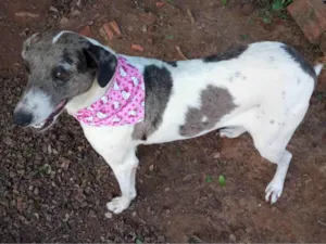 Cachorro raça SRD-ViraLata idade 2 anos nome PRINCESA