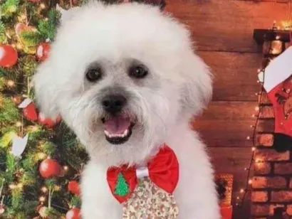 Cachorro raça Lhasa Apso idade 2 anos nome Chese